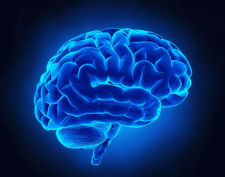 New research reveals why low oxygen damages the brain