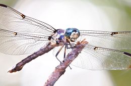 a blue dasher dragonfly resting on a branch
