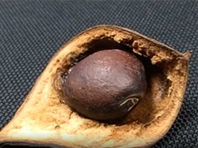 a closeup of the marama bean