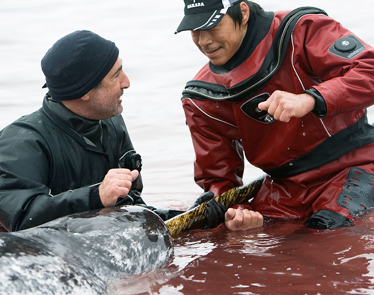 researcher Martin Nweeia takes samples in the arctic ocean from the narwal