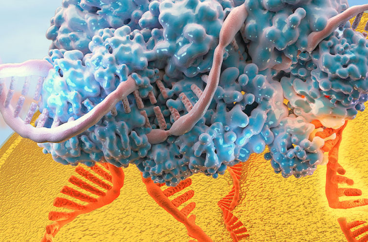 CRISPR Archives The Daily