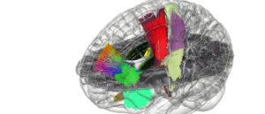Newswise: Building a holographic brain map